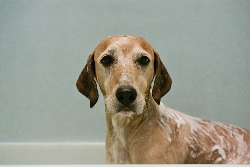 A spaniel standing calmly on a grooming table