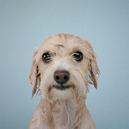 A spaniel being clipped, groomer's hands visible