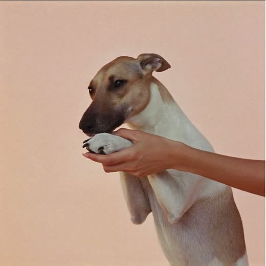 A fluffy white dog being brushed